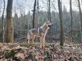 Hund von Tomáš Novotný bei einem Spaziergang im Wald